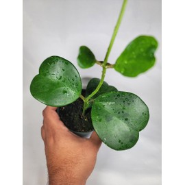 Hoya Kerrii with Heartshape Leaves Live Hoya Plant Great Gift for Mothers and Loved Ones Sweetheart Hoya Live Plant (Hoya Kerrii in 4" Pot, 2-3 Leaves Plant)