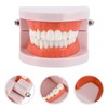 EXCEART Standard Teeth Model Dental Model Teeth Brushing Practice Typodonts