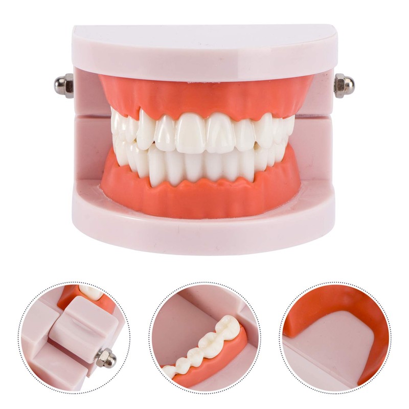 EXCEART Standard Teeth Model Dental Model Teeth Brushing Practice Typodonts