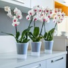 Santino Set of 2 Transparent Orchid Pots with Self-Watering Wick