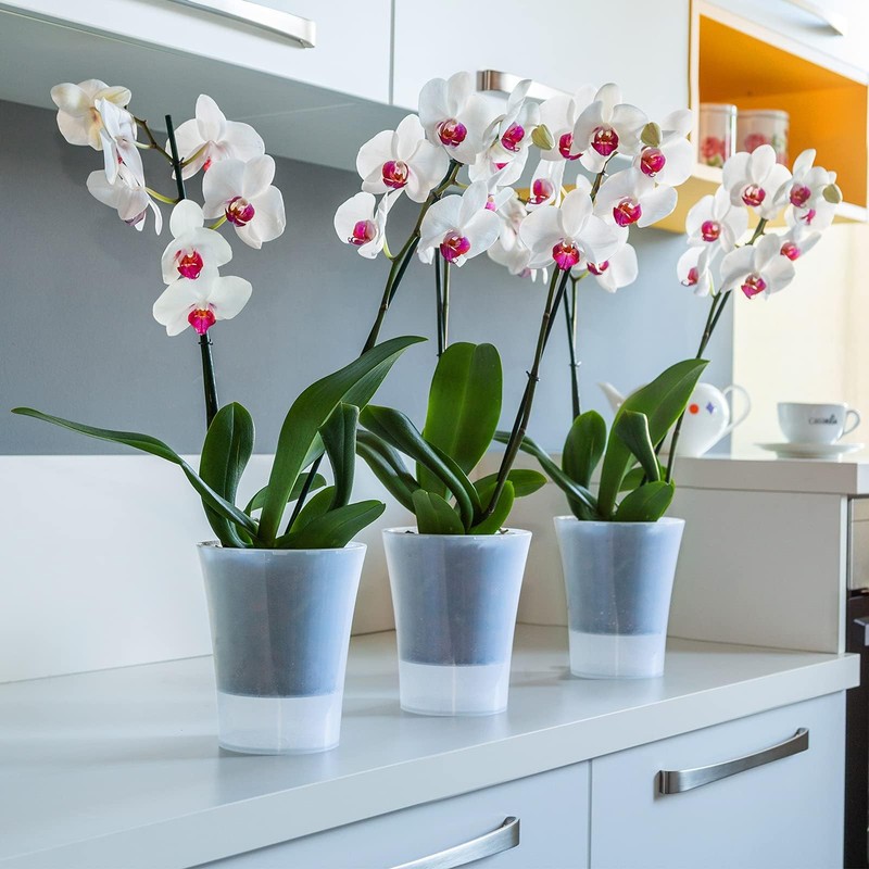 Santino Set of 2 Transparent Orchid Pots with Self-Watering Wick