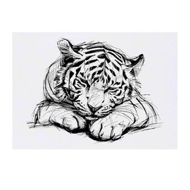 Azeeda 'Niedlich, Schläfrig, Tigerjunges, Skizze' Temporäres Tattoo - Hautfreundlicher & Ungiftiger Abziehbild · Wasserfest (TO00076323)