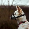 Flintstone Dog Muzzle – Soft Breathable Mesh Dog Muzzle for