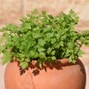 Outsidepride Chervil - 5000 Seeds