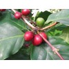 American Plant Exchange Arabica Coffee Real Live Plant, 6" Pot,