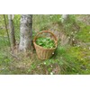 Health Embassy Common Birch Leaf Tea | Betula pendula L