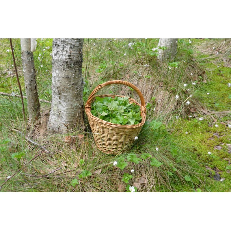 Health Embassy Common Birch Leaf Tea | Betula pendula L