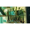 10 LIVE Mangroves - Red Mangrove Seedlings - Filtration, Aquarium,