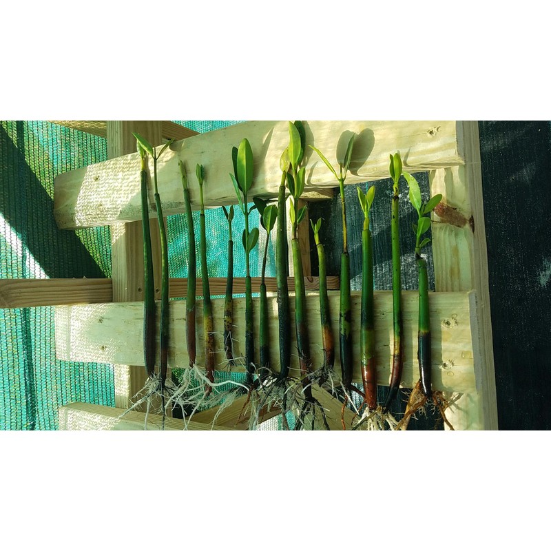 10 LIVE Mangroves - Red Mangrove Seedlings - Filtration, Aquarium,