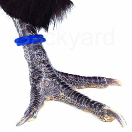 100 Pack Spiral Chicken Poultry Leg Bands Rings - #11 11/16" size - Blue Color