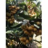 Loquat Fruit Tree Seedling With Pot 8” Sweet Ready To