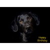 Black Labrador Birthday Card