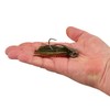 Berkley BJGBLD1/2-HCRW SlobberKnocker