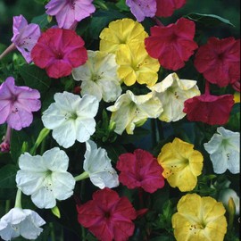 Outsidepride 5 lb. Perennial Mirabilis Jalapa Four O' Clock Flower Seed Mix for Planting