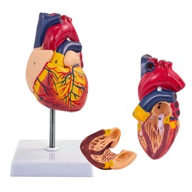 Human Heart Model for Anatomy, 2-Piece Detachable Life Size Heart Anatomy Model with 34 Anatomical Markings Base for School Teaching, Medical Teaching
