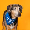 Be Kind I'm Blind Dog Bandana (Rainbow Scrunch, OS 352)