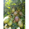 Passion Fruit Plant With Pot 8” Live Plant Ready To