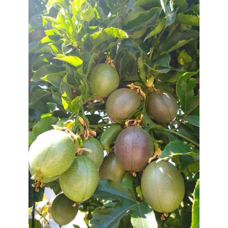 Passion Fruit Plant With Pot 8” Live Plant Ready To
