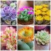 Lithops bonsai Living Stones Flower Succulent Cactus 100pcs/pack Mixed