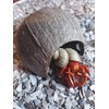Hermit Crab Habitat Kit, Natural Coconut Hides x 2, 3