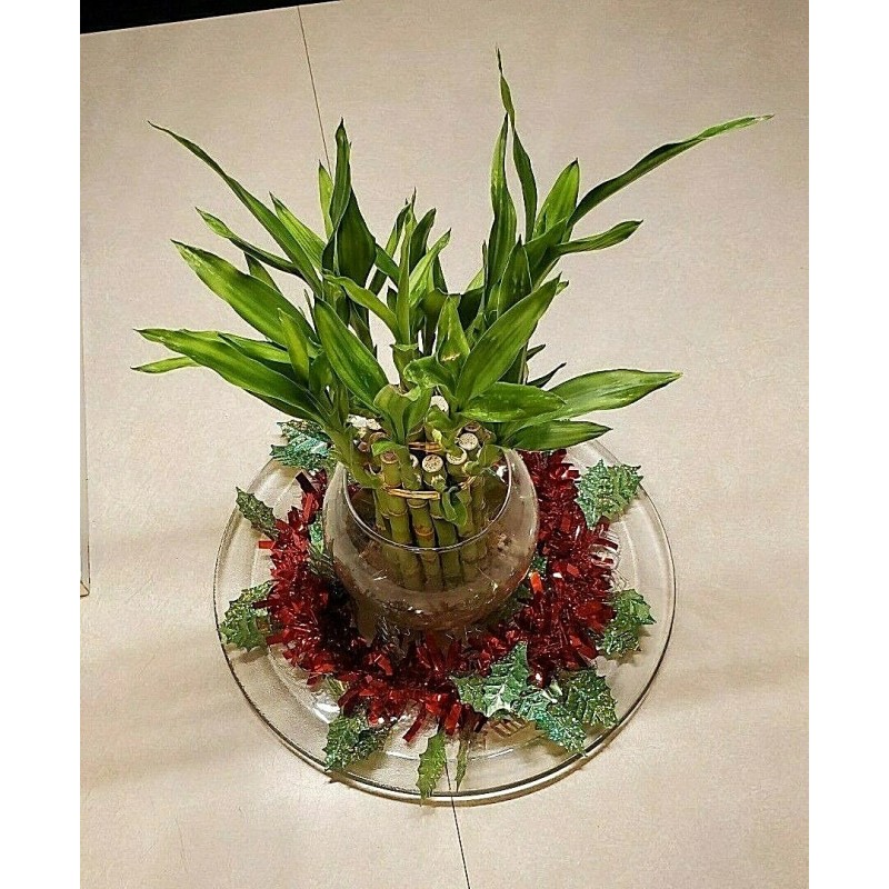 Unbranded 8" Lucky Bamboo 6 Healthy Plants, Gift, Feng Shui,