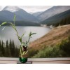 Lucky Bamboo Plants 100 LUCKY BAMBOO PLANTS 4" Free 5