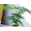 20PCS Asparagus Plumosus Nanus Seeds Terrarium Plant Asparagus Fern Seeds