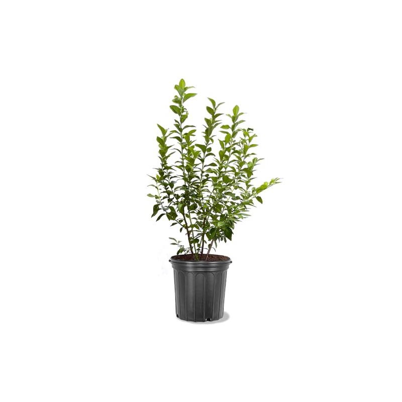 Generic Legacy Blueberry Bush, Large Sweet Blueberries, Mid to Late-Season