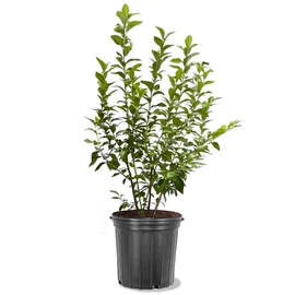 Generic Legacy Blueberry Bush, Large Sweet Blueberries, Mid to Late-Season Harvest, High Yield, 5 gal, Nursery Pot, Green