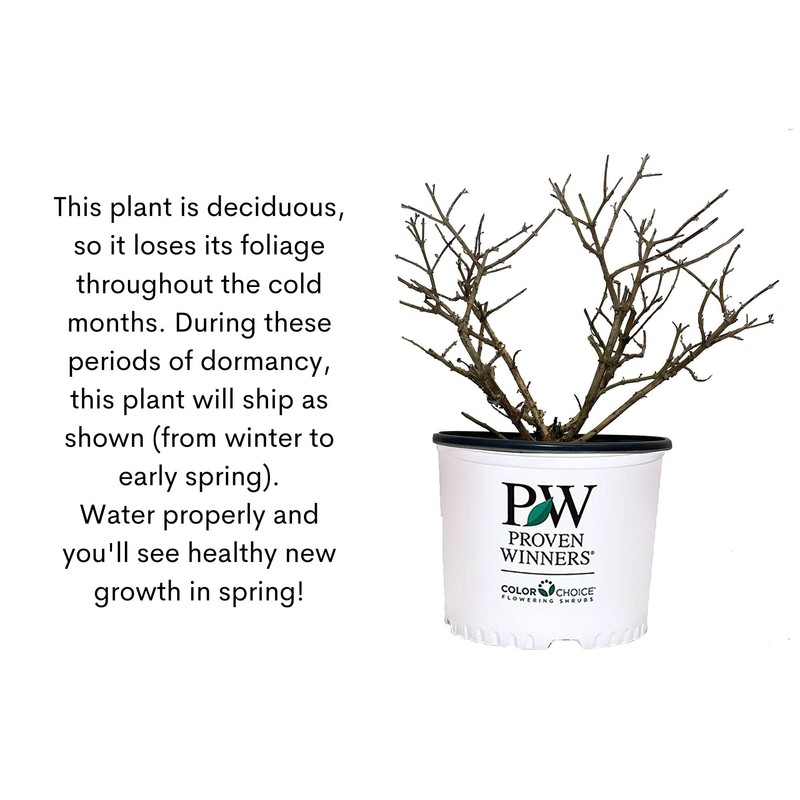 Proven Winner Miss Buddleia, 2 Gallon, Vibrant Violet Blooms (Miss
