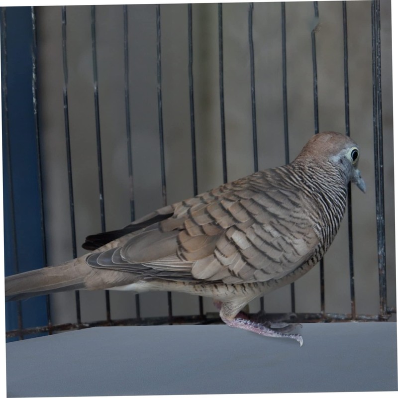 SUPVOX 10 Pack Parrot Cage Sand Sheets Birdcage Liner Abrasive