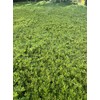Myoporum Parvifolium Creeping Boobialla Plant, 5-6 inch Cuttings (100)