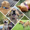 Petilet Dog Leash & Collar, Dog Collar Leash for Small,