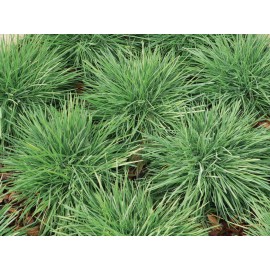 Koeleria Coolio Blue Hair Grass Seeds Koeleria Coolio 25 Multi Pelleted Seeds Ornamental Grass