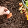 Back to the Roots Self-Watering Terracotta Olla Pot (Pack of