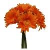 Gerbera Daisy Bouquet 9 Stems 10in Orange