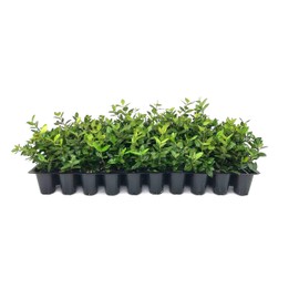 Asiatic Jasmine Minima | 60 Live Plants | Trachelospermum Asiaticum | Ground Cover, Fast Growing, Low Maintenance Evergreen, Cold Hardy, Drought Tolerant, Dense Growth, Landscaping