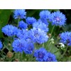Seeds Blue Cornflower 200+ Seeds for Planting Bachelor’s Buttons Annual