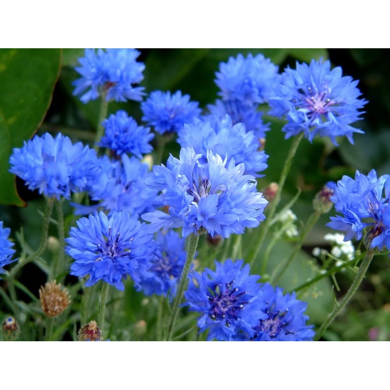 Seeds Blue Cornflower 200+ Seeds for Planting Bachelor’s Buttons Annual