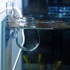 Aquarium Automatic Feeder Red Bug Food Keeper Brine Shrimp Tropical