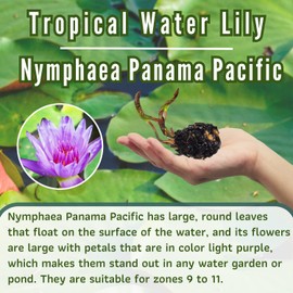 Mainam Mix Colorful Tropical Water Lily Tuber Live Aquarium Plant for Freshwater Fish Pond Balcony Buy 2 GET Fertilizer Free (Purple Nymphaea Panama Pacific)