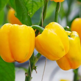 home growm Yellow Bell Pepper HEIRLOOM 30+seeds PREMIUM strain Inherited thru 2 Generations