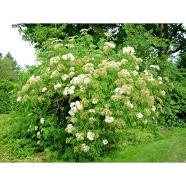 Little Seed Store 31+AMERICAN ELDERBERRY Seeds Big Native Shrub Bush Hedge Fruit Tree Green Fence