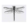 'Dragonfly' Temporary Tattoo - Water Resistant, Skin-Safe, Non-Toxic Transfer (TO00019003)