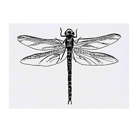 'Dragonfly' Temporary Tattoo - Water Resistant, Skin-Safe, Non-Toxic Transfer (TO00019003)