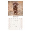 Vizsla Calendar 2025 | 16 months | September 2024 -December