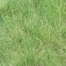 Outsidepride Blue Grama Native Grass Seed for Xeriscape Lawns & Pasture - 1 LB