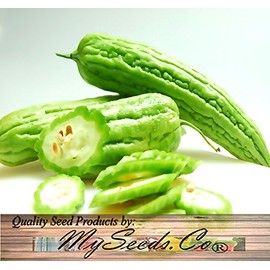 MySeeds.Co Big Pack - (100) Bitter Melon Seeds - Mara Long Variety - (OP) - Momordica charantia - Non-GMO Seeds (Big Pack - Bitter Melon)