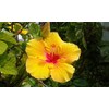 HAWAIIAN YELLOW HIBISCUS PLANT CUTTING ~ GROW HAWAII