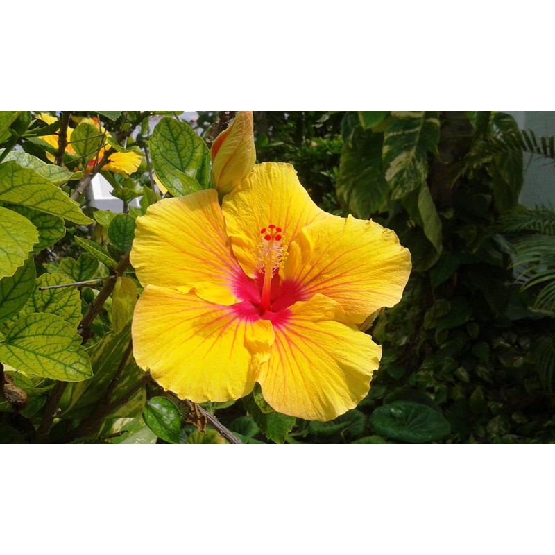 HAWAIIAN YELLOW HIBISCUS PLANT CUTTING ~ GROW HAWAII
